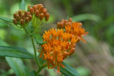 Butterfly Weed