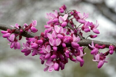 Eastern Redbud