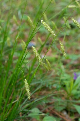 Cherokee Sedge
