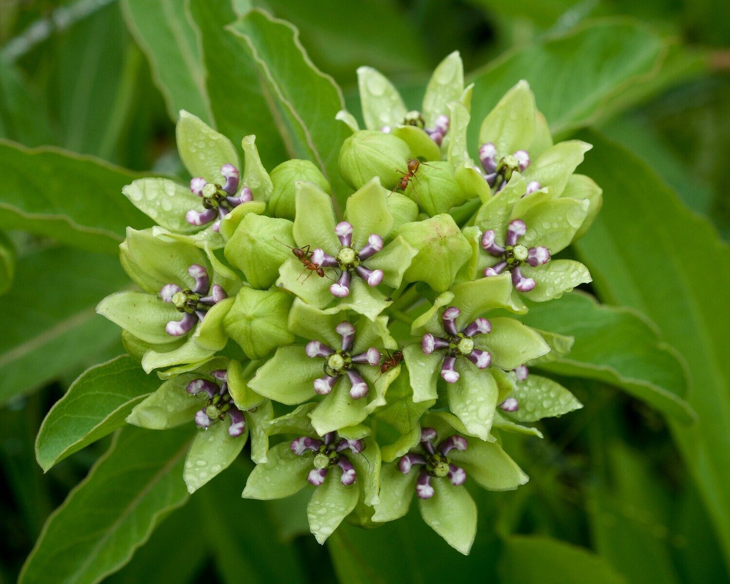 Green Milkweed