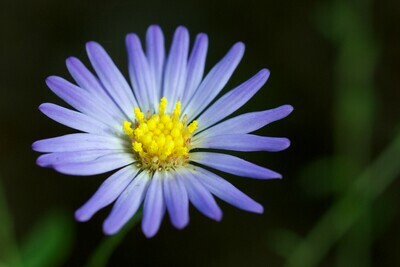 Late Purple Aster
