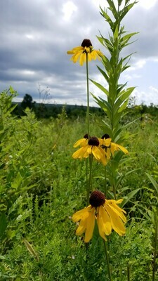 Rough Coneflower
