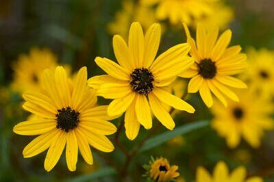 Narrowleaf Sunflower