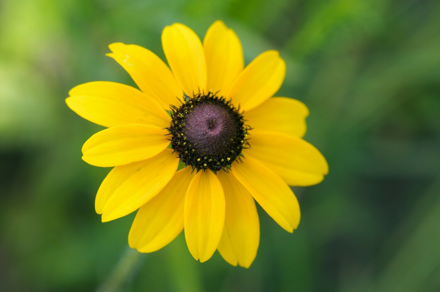 Missouri Black-eyed Susan