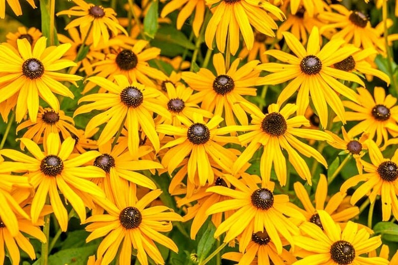 Showy Black-eyed Susan