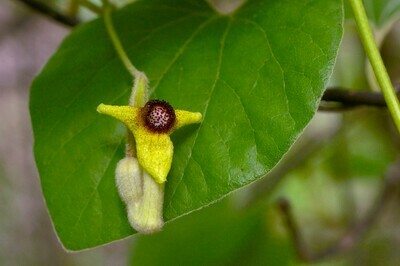 Pipevine