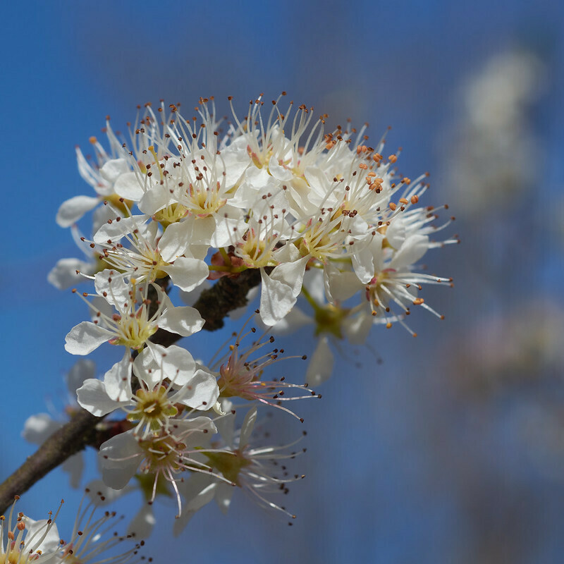 Chickasaw Plum