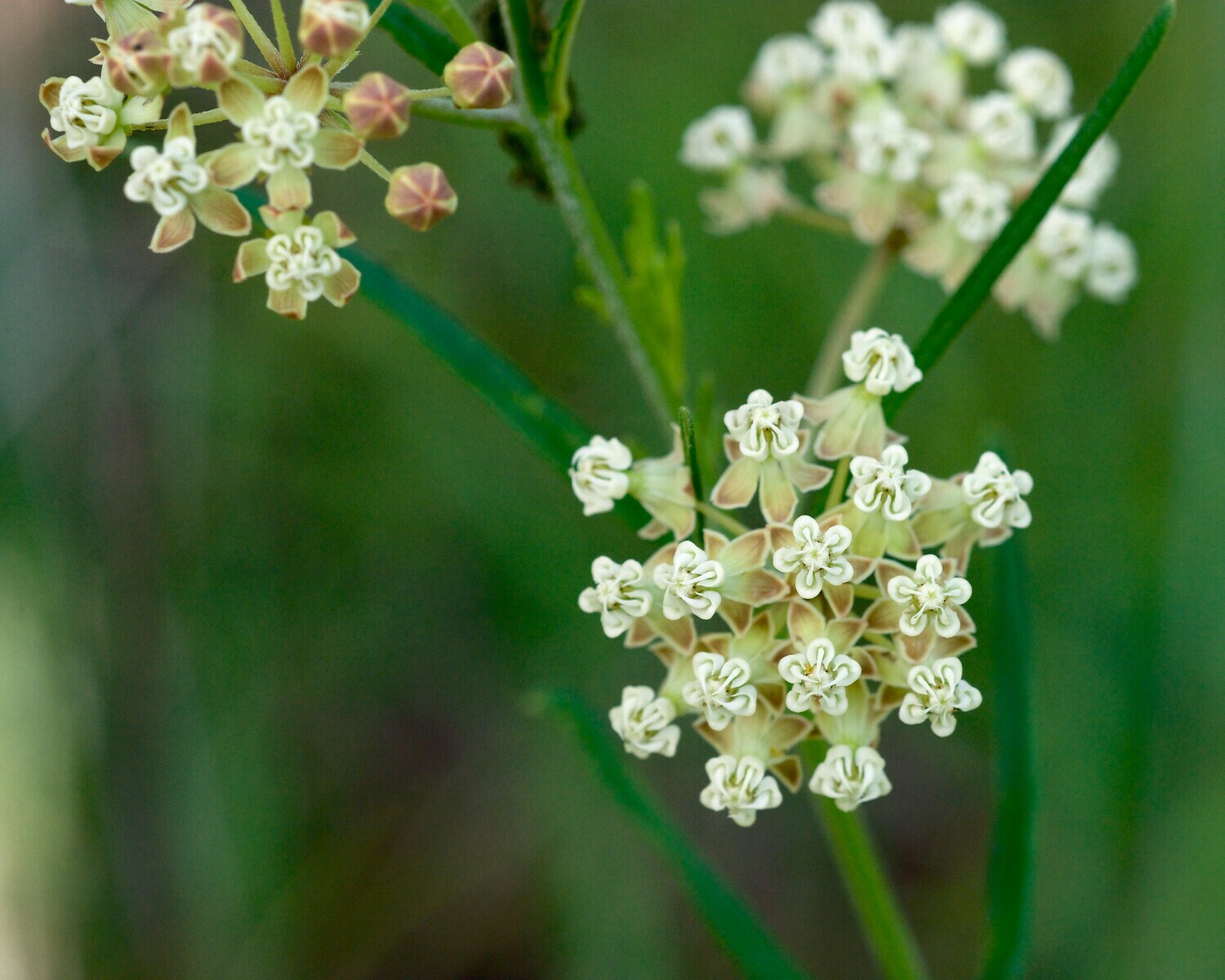 Whorled Milkweed