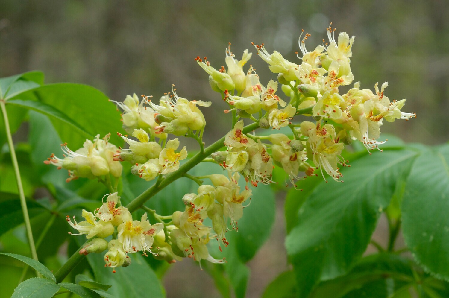 Ohio Buckeye