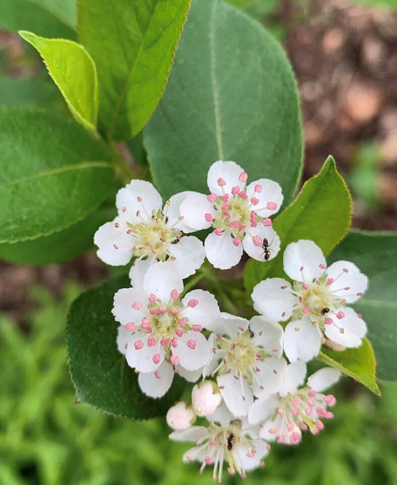 Black Chokeberry