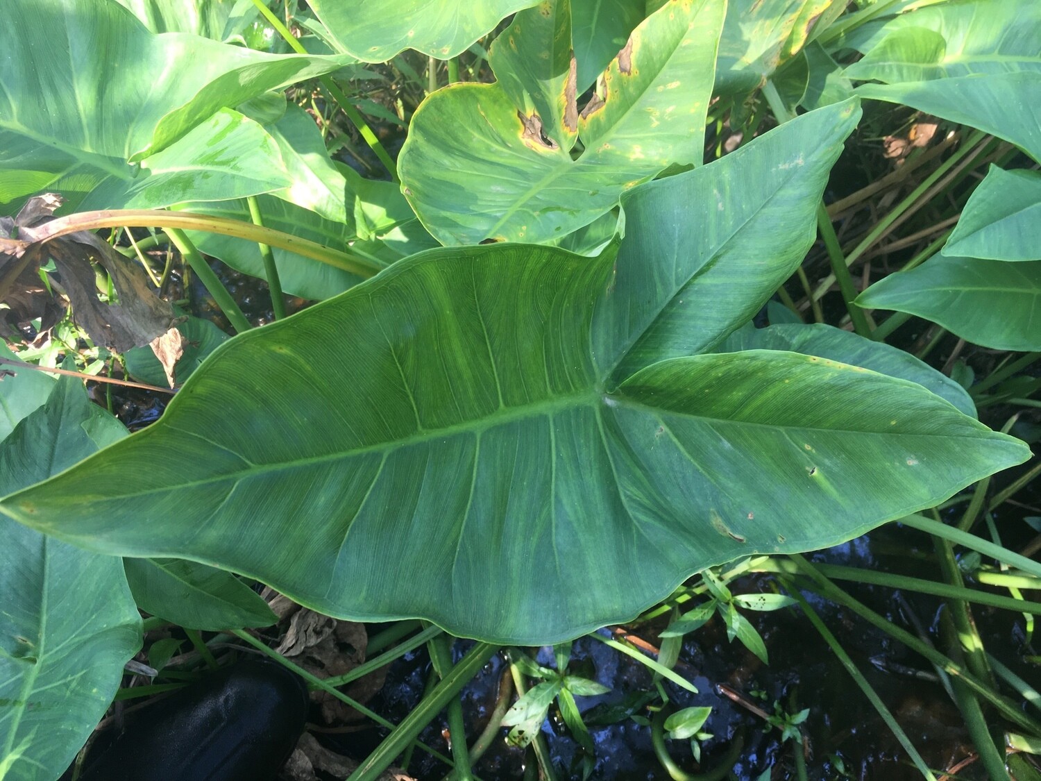 Arrow Arum