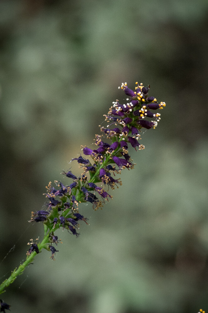 Lead Plant/False Indigo Bush
