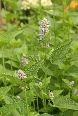 Anise Hyssop