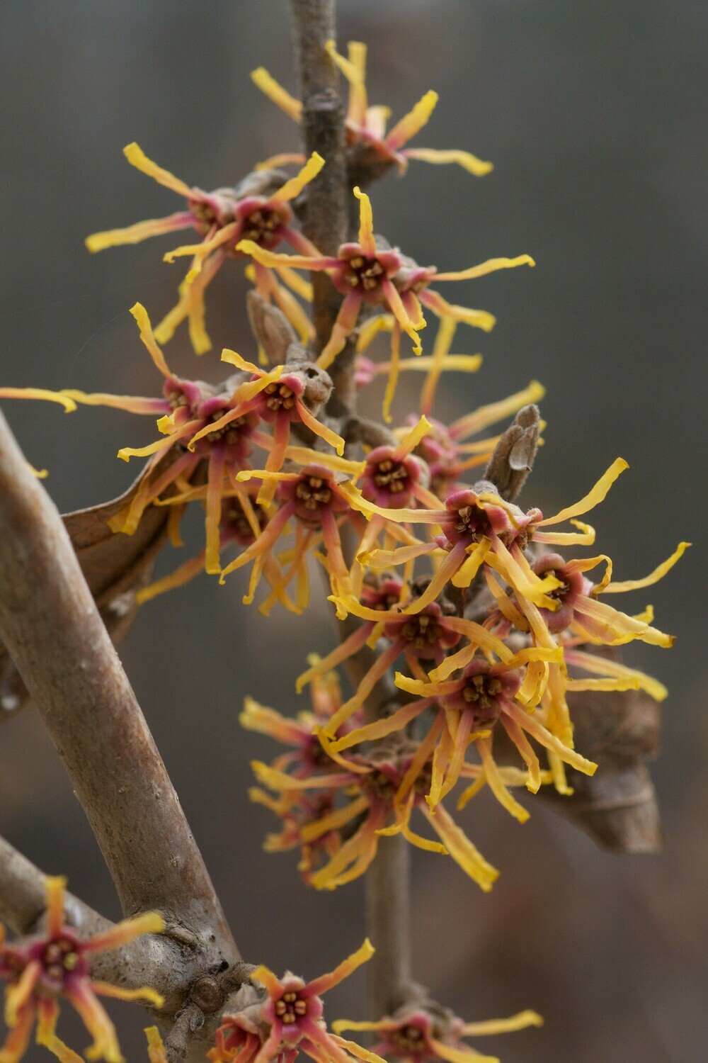 Vernal Witch Hazel