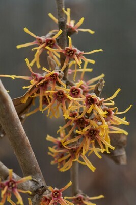 Vernal Witch Hazel