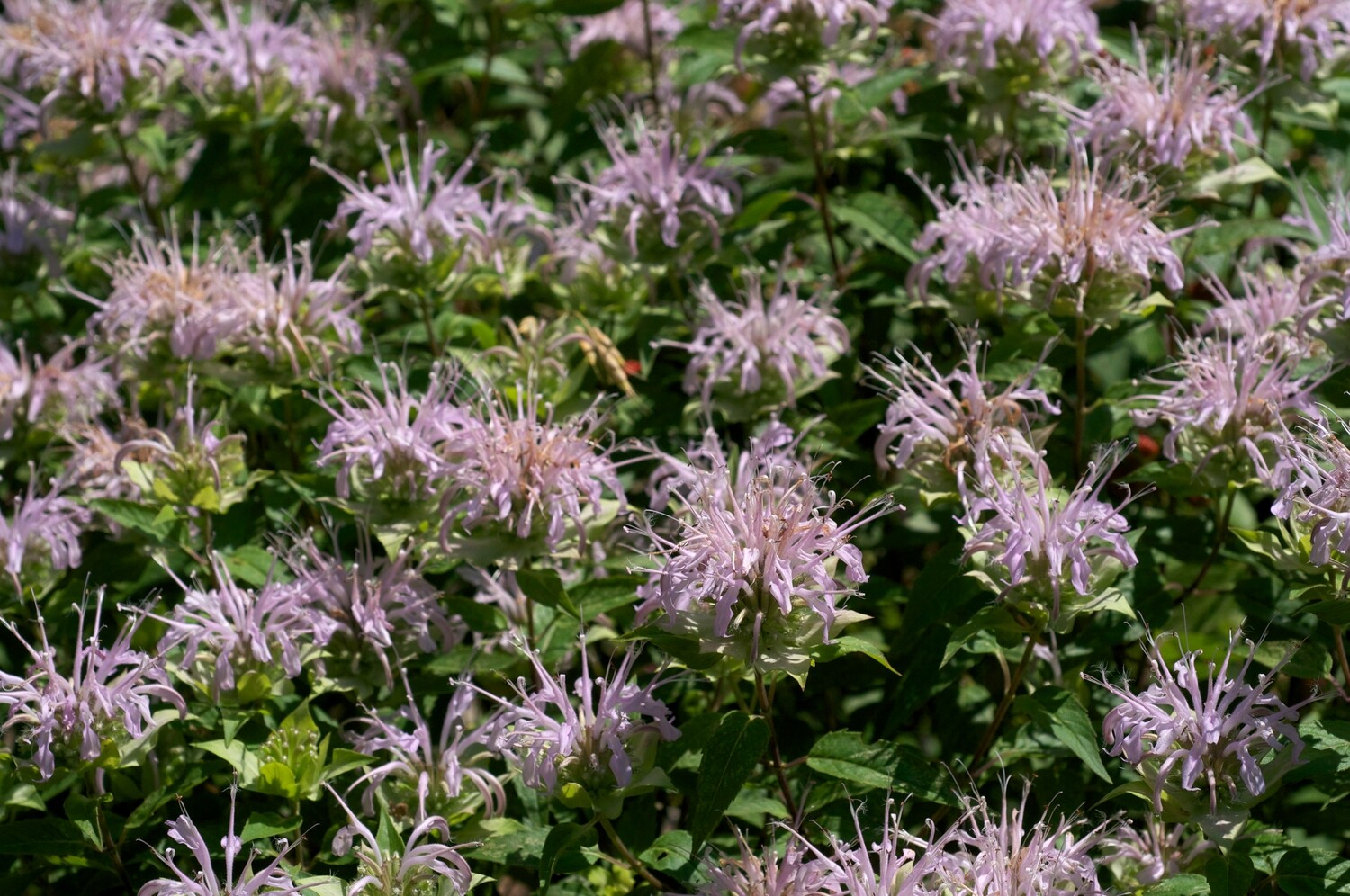 Beebalm