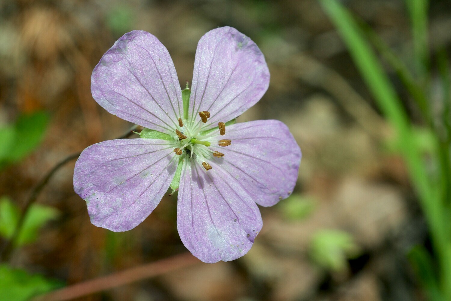 Wild Geranium