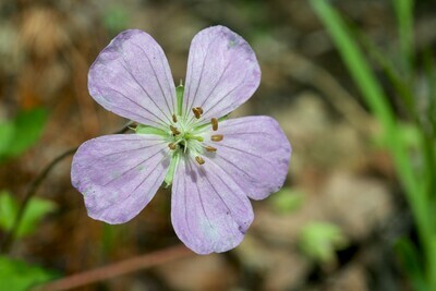 Wild Geranium