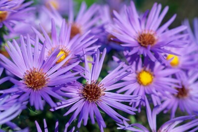 Aromatic Aster 'October Skies' Aromatic Aster 'October Skies'