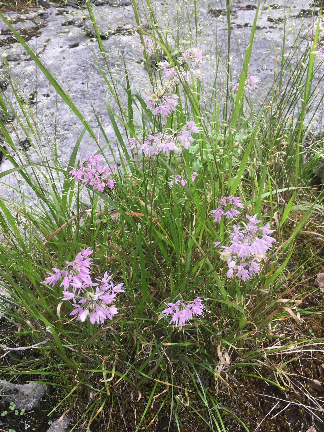 Nodding Onion