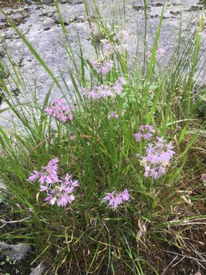 Nodding Onion