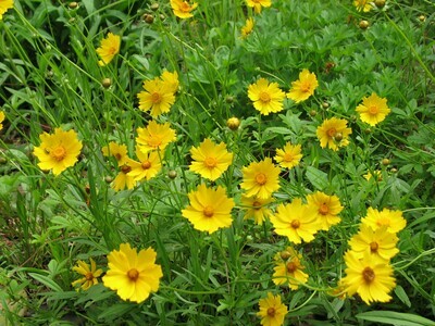 Lanceleaf Coreopsis