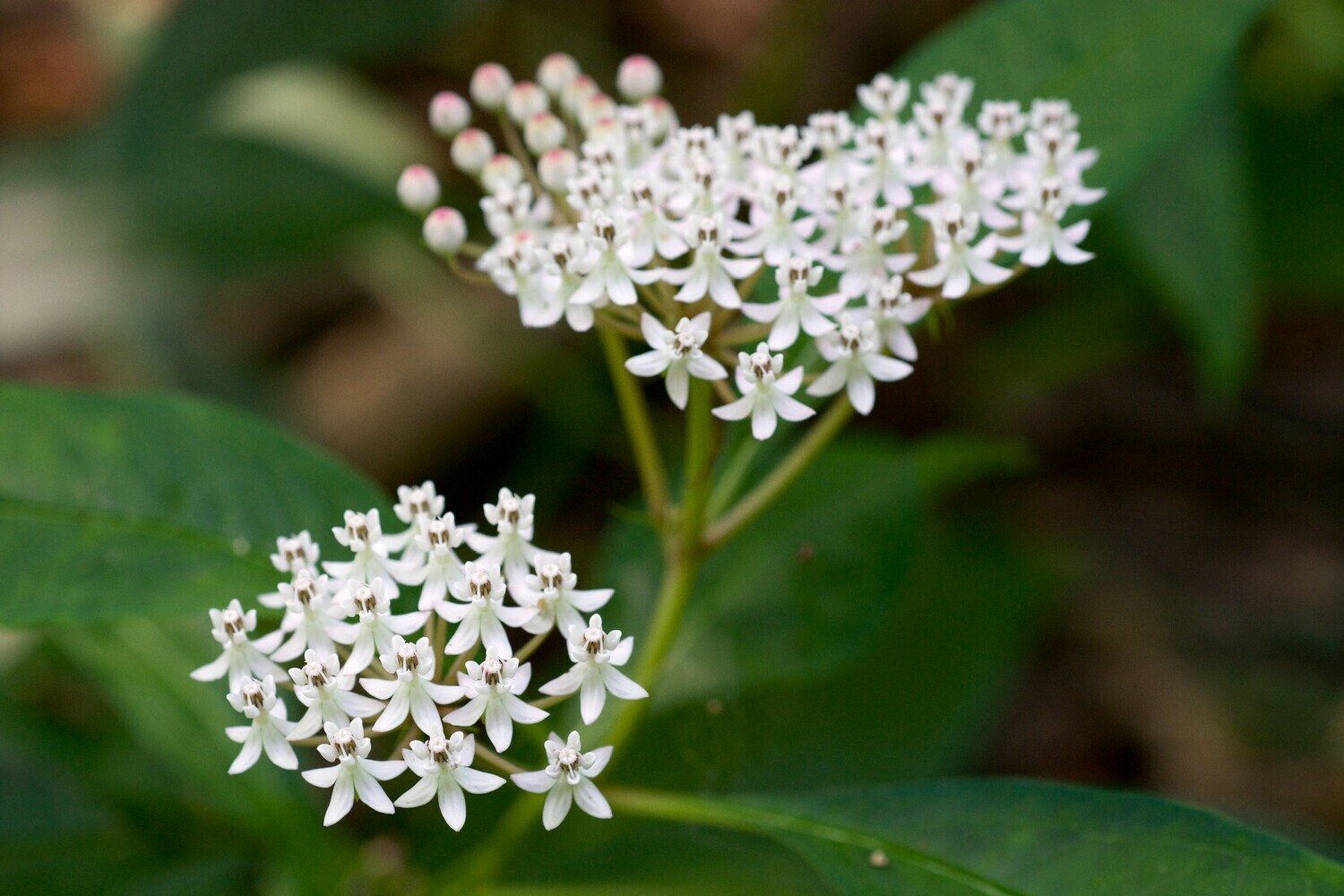 Aquatic Milkweed