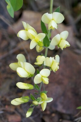 Cream False Indigo