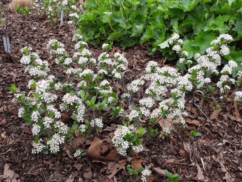 Black Chokeberry 'Low Scape Mound'