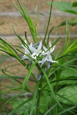 Arkansas Bluestar