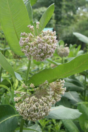 Common Milkweed
