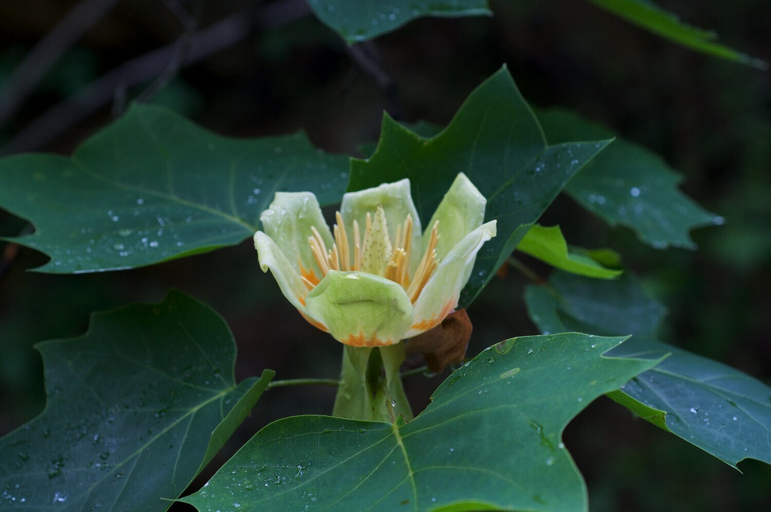 Tulip Tree