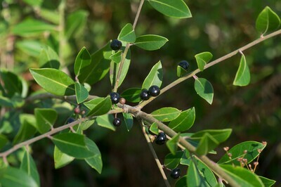 Inkberry Holly 'Strongbox' (female)