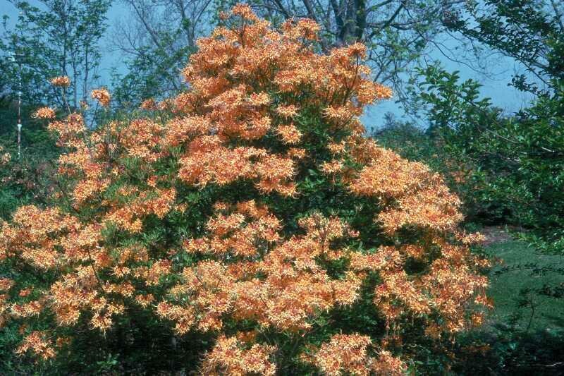Florida Azalea