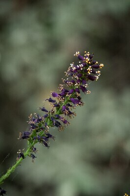 Lead Plant/False Indigo Bush