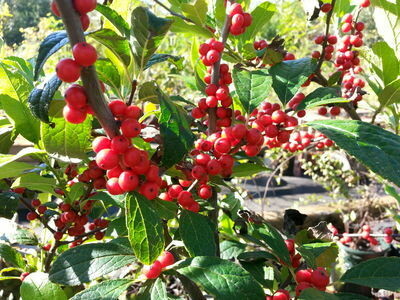 Winterberry Holly 'Winter Red' (female)