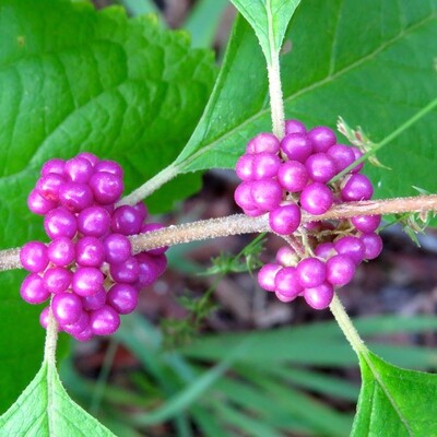 American Beautyberry