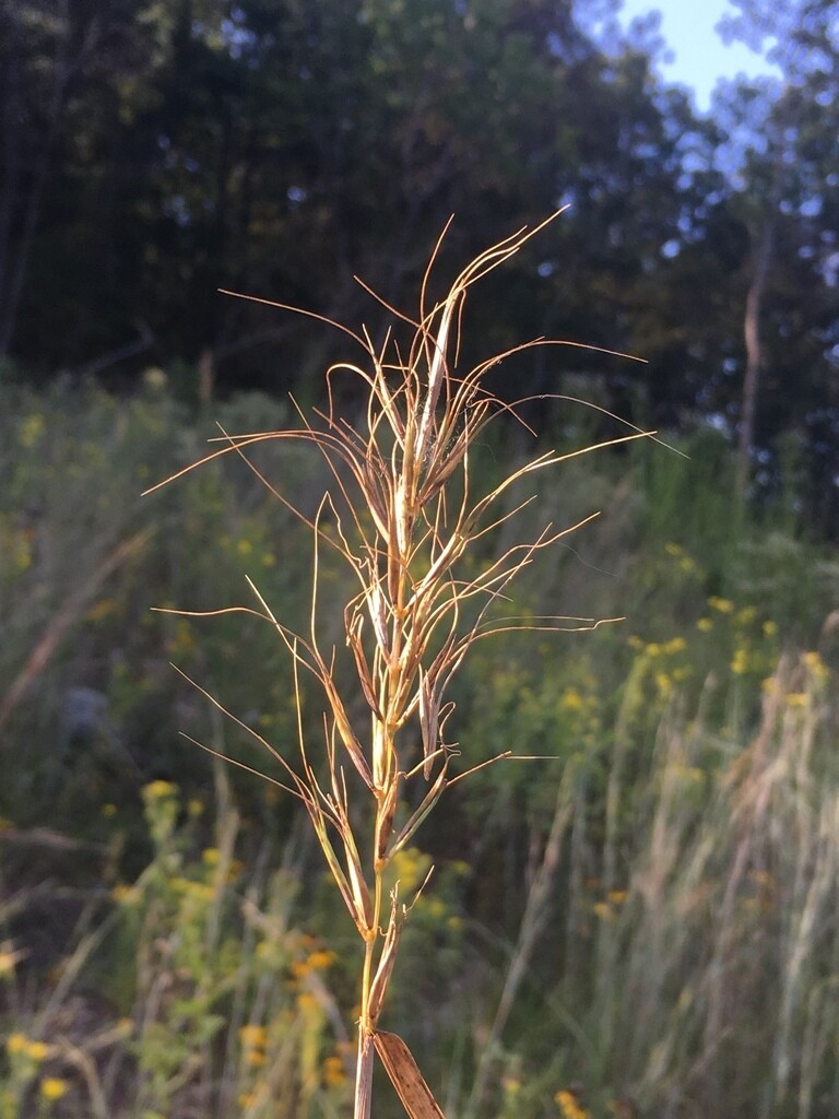 Church's Wild Rye