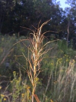 Church's Wild Rye