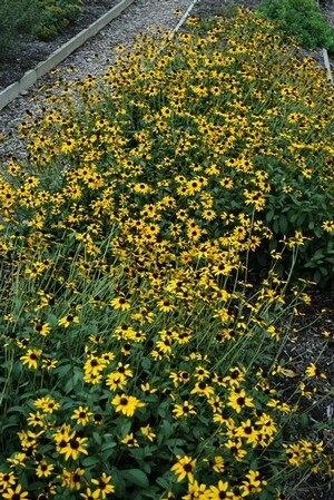 Black-eyed Susan