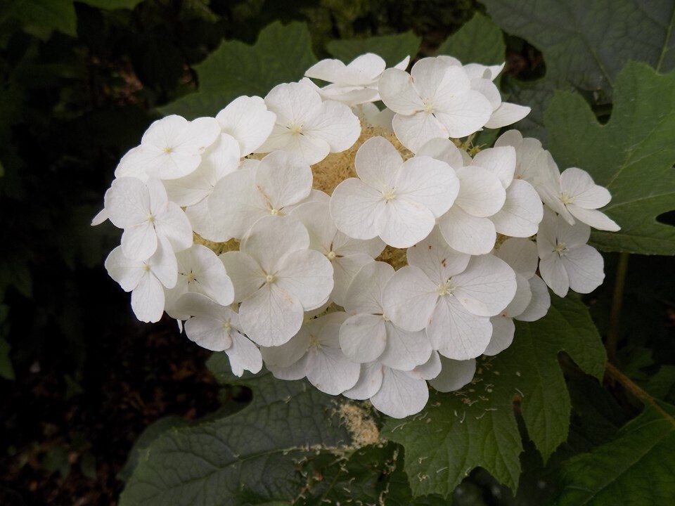 Oak Leaf Hydrangea 'Snow Queen'