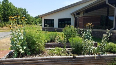 Native Plant for School Garden Native Plant for School Garden