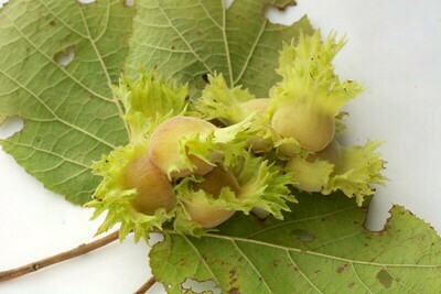American Hazelnut