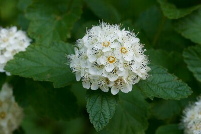 Ninebark