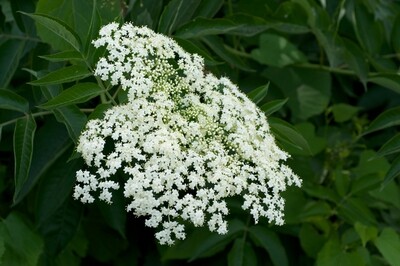 Common Elderberry