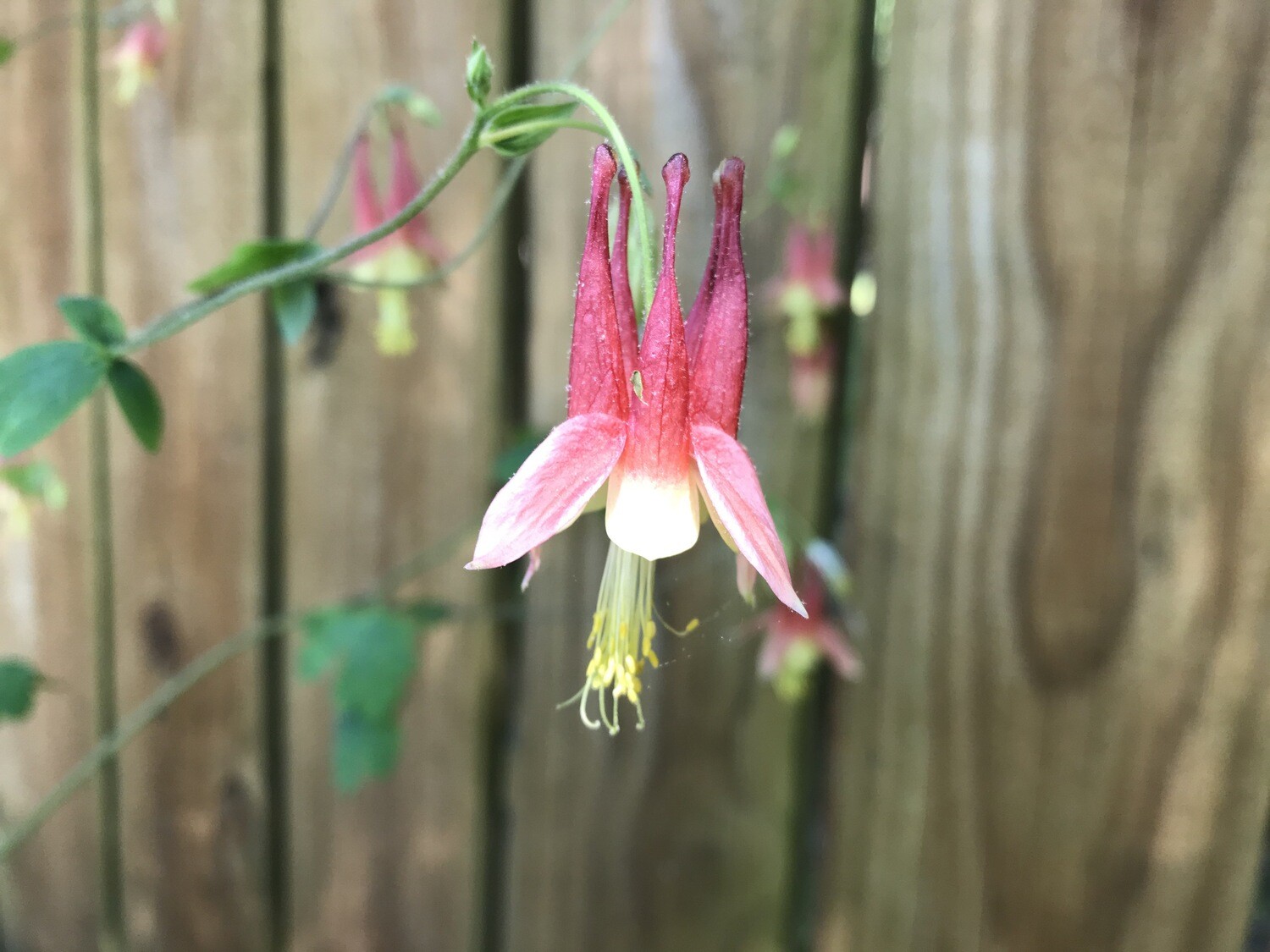 Eastern Columbine 'Little Lanterns'