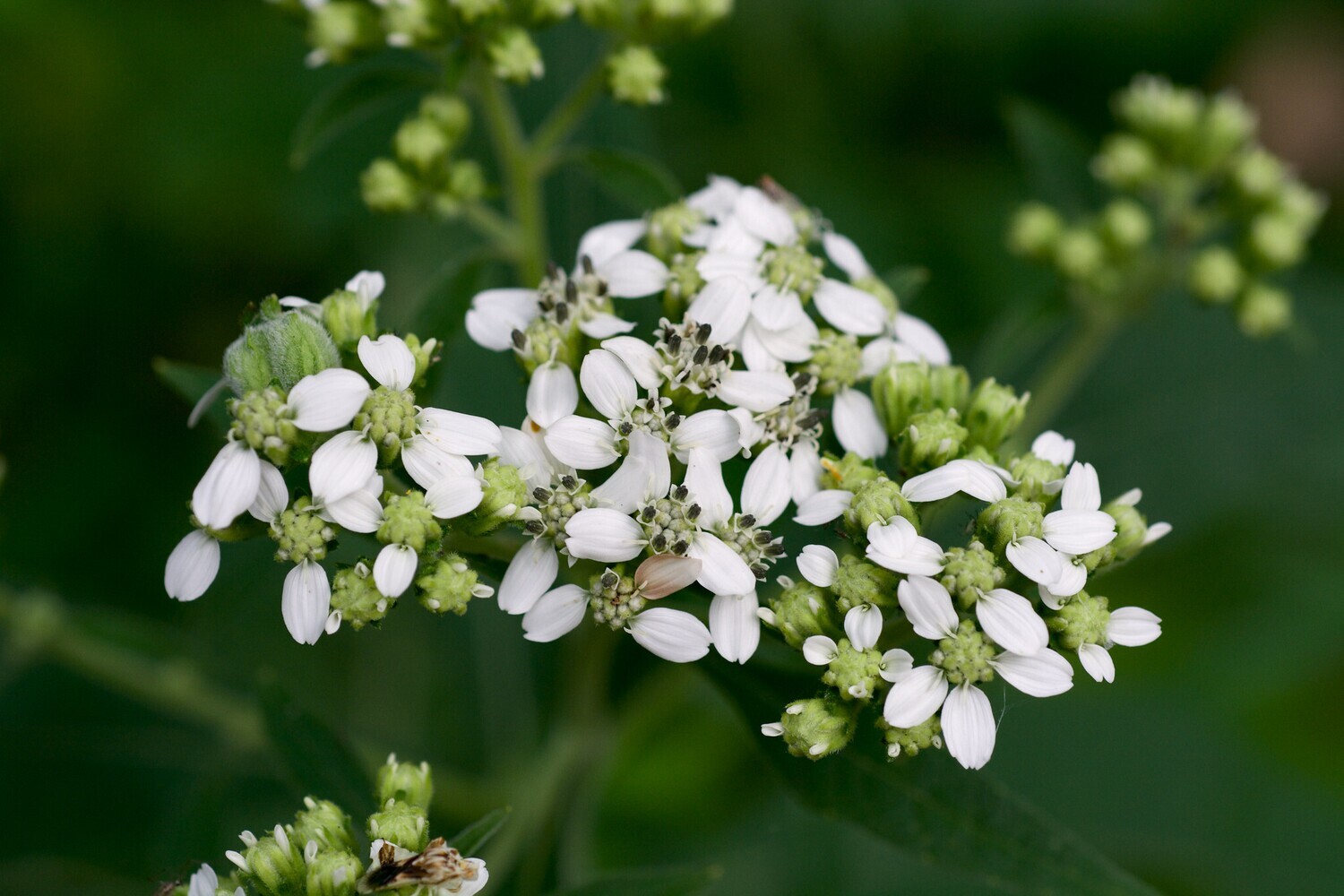 Frostweed/White Crownbeard