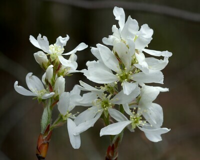 Downy Serviceberry
