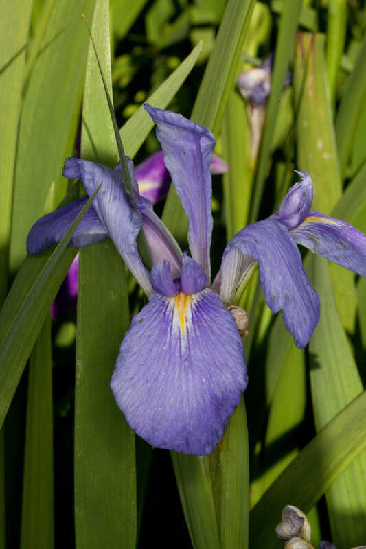 Giant Blue Iris