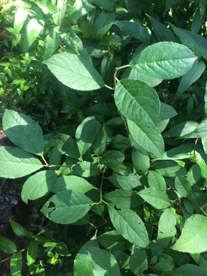 Winterberry 'Jim Dandy' (male)